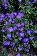 Geranio Vivace (Geranium) 'Johnson's Blue'