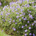 Geranio Vivace (Geranium) 'Rozanne'