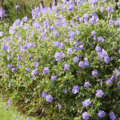 Geranio Vivace (Geranium) 'Rozanne'