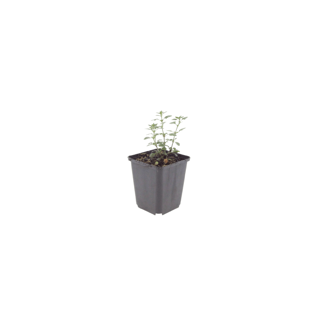 Livraison plante Germandrée luisante