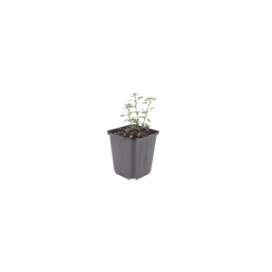 Livraison plante Germandrée luisante