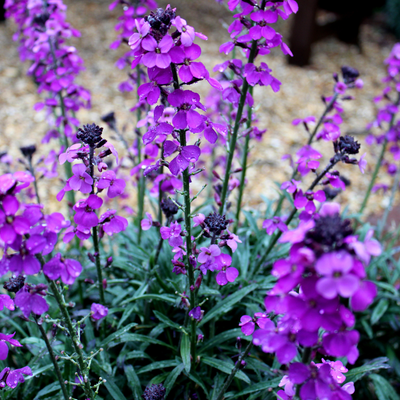 Violaciocca Mauve (Erysimum) 'Bowles' Mauve'