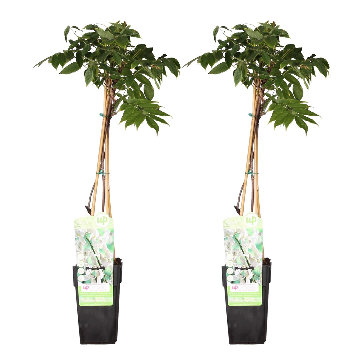 Livraison plante Glycine blanc - lot de 2 - ↨65cm - Ø15 - plante grimpante extérieur