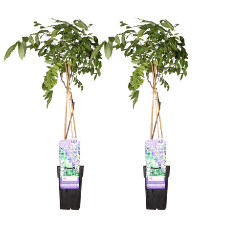 Livraison plante Glycine bleu - lot de 2 glycines