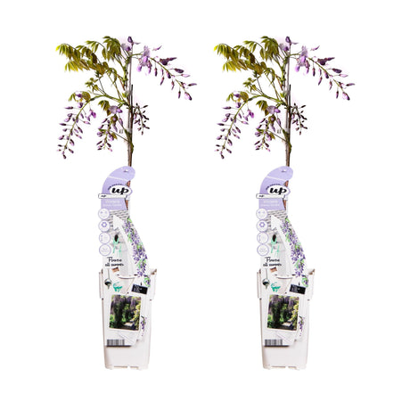 Livraison plante GLycine Wisteria sinensis 'Caroline' lot de 2