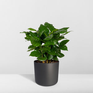 Livraison plante Grand Caféier Arabica