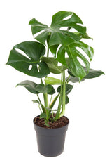 Livraison plante Grand Monstera Deliciosa