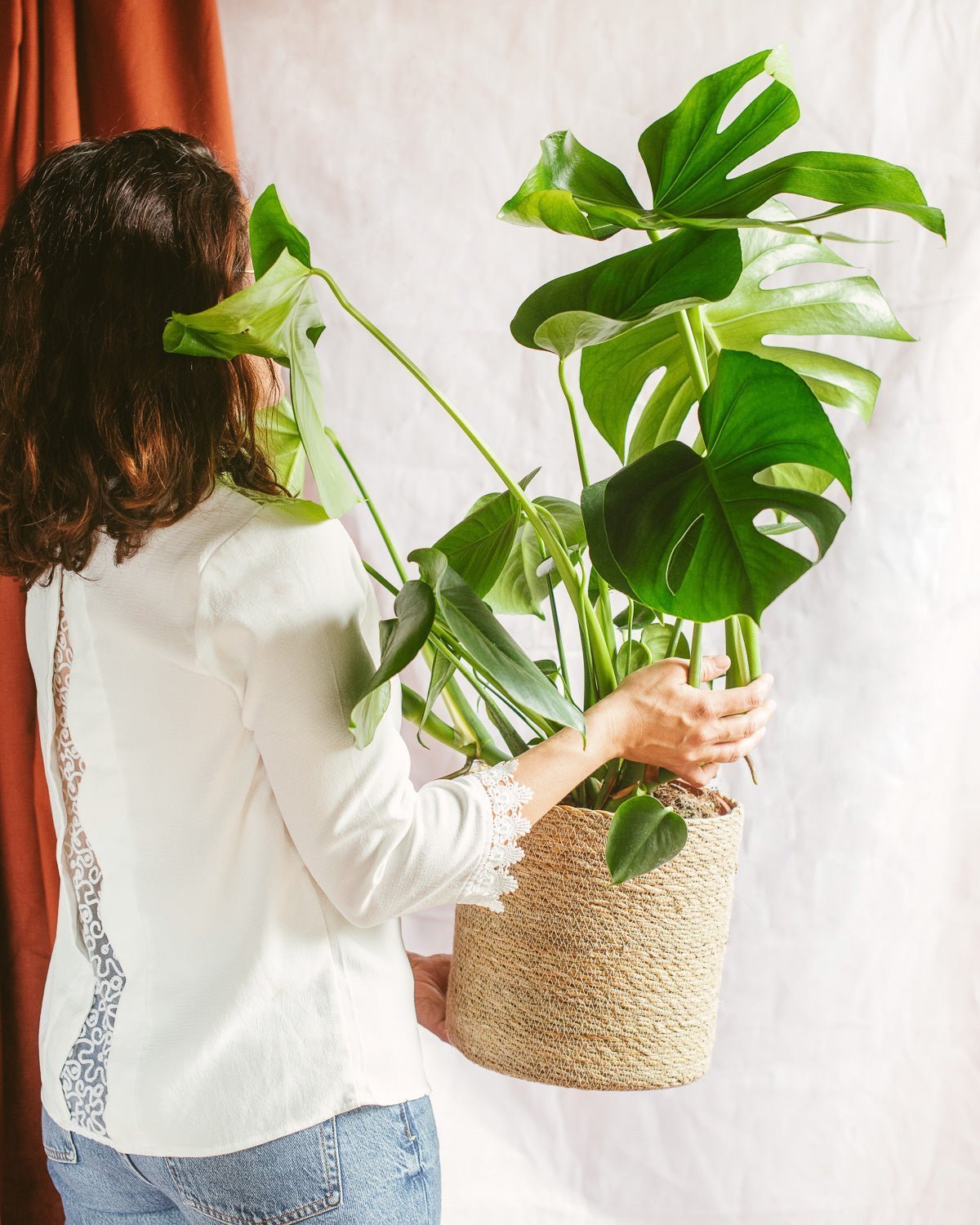 Livraison plante Grand Monstera Deliciosa