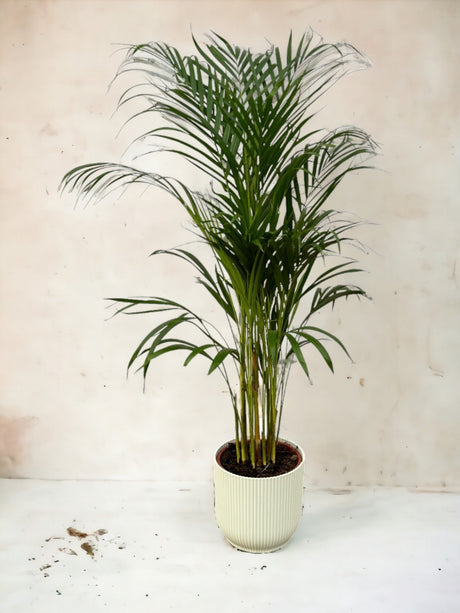 Livraison plante Grand Palmier Areca - Plusieurs tailles et pots