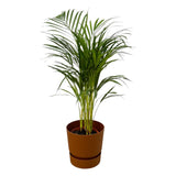 Livraison plante Grand Palmier Areca - Plusieurs tailles et pots