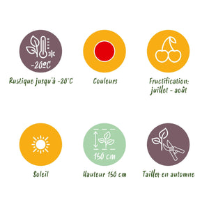 Livraison plante Groseillier Jonkheer van Tets – Lot de 3 – Pot 9 cm