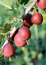 Livraison plante Grosseillier - arbuste fruitier