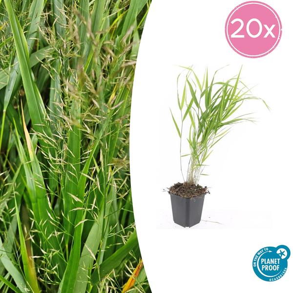 Livraison plante Hakonechloa macra herbe japonaise