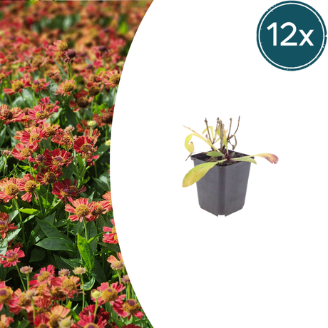 Livraison plante Hélénie orange