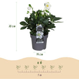 Livraison plante Hellébore Christmas Carol – Lot de 1 – Pot 14 cm – Hauteur 30 cm