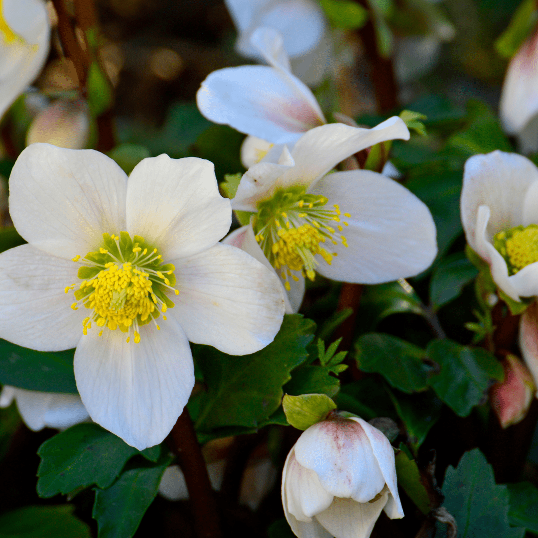 Livraison plante Hellebore oriental