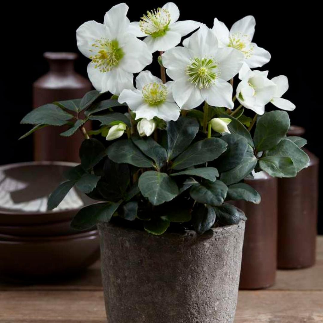 Livraison plante Helleborus niger 'Christmas Carol' - Lot de 6