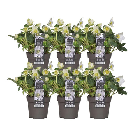 Livraison plante Helleborus niger 'Christmas Carol' - Lot de 6