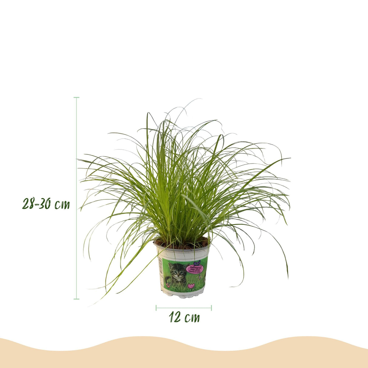 Livraison plante Herbe à chat - Cyperus alternifolius Zumula