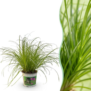 Livraison plante Herbe à chat - Cyperus alternifolius Zumula