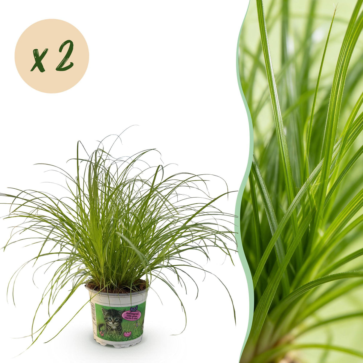 Livraison plante Herbe à chat - Cyperus alternifolius Zumula