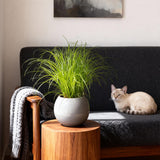 Livraison plante Herbe à chat - Cyperus alternifolius Zumula