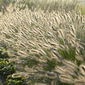Erba Delle Spazzole (Pennisetum Alopecuroides) 'Hameln'