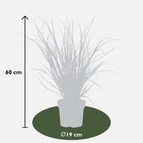 Livraison plante Herbe de pampa - ↨60cm - Ø19 - arbuste