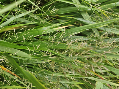 Erba del Giappone (Hakonechloa macra)