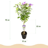 Livraison plante Hibiscus Lavendor Chiffon – Pot 19 cm – Hauteur 90 cm