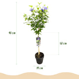 Livraison plante Hibiscus syriacus Blue Chiffon® – Pot 19 cm – Hauteur 90 cm