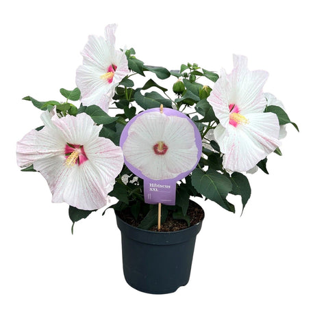 Livraison plante Hibiscus XXL blanc - plante fleurie d'extérieur