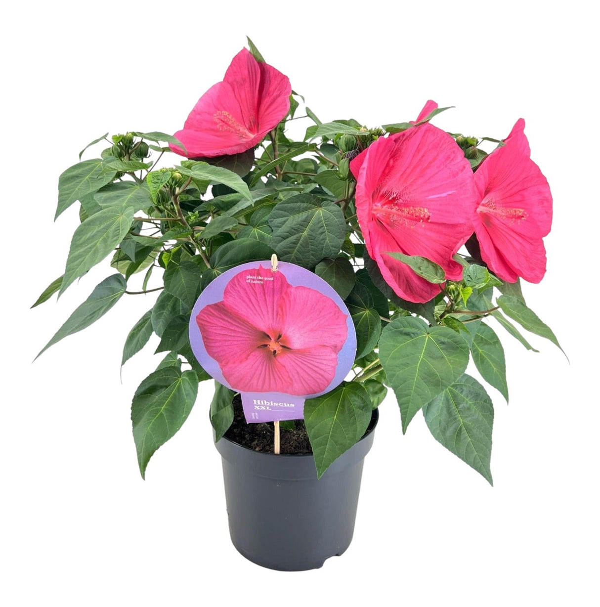 Livraison plante Hibiscus XXL Magenta - plante fleurie