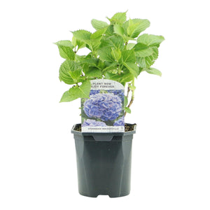 Livraison plante Hortensia Blue – Lot de 1 – Pot 17 cm – Hauteur 30 cm