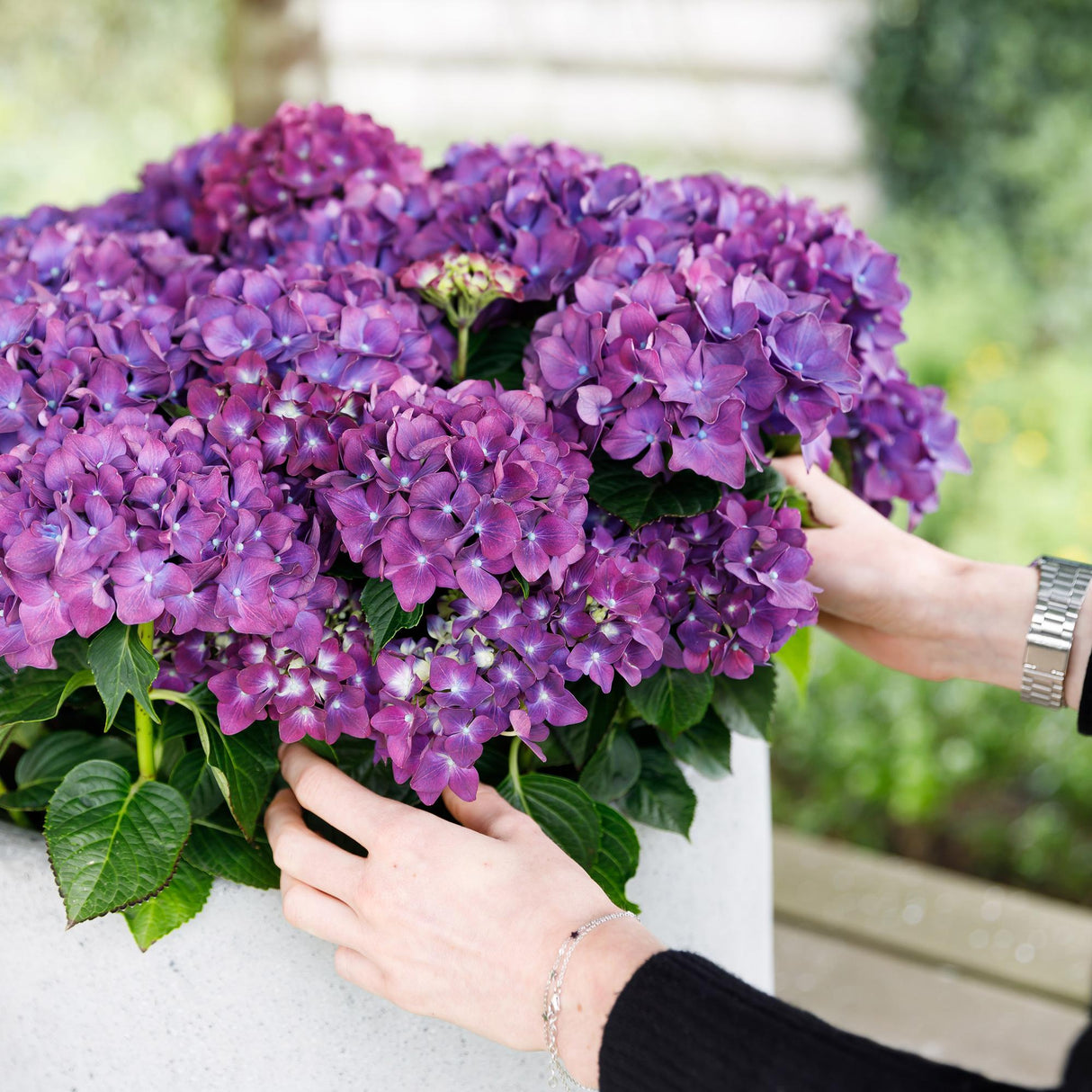 Livraison plante Hortensia Forever & Ever – Pot 23 cm – Hauteur 55 cm