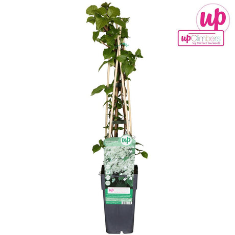 Livraison plante Hortensia grimpant - ↨65 cm - Ø15 - plante d'extérieur fleurie et grimpante