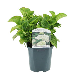 Livraison plante Hortensia Macrophylla Blanc – Pot 17 cm – Hauteur 30 cm