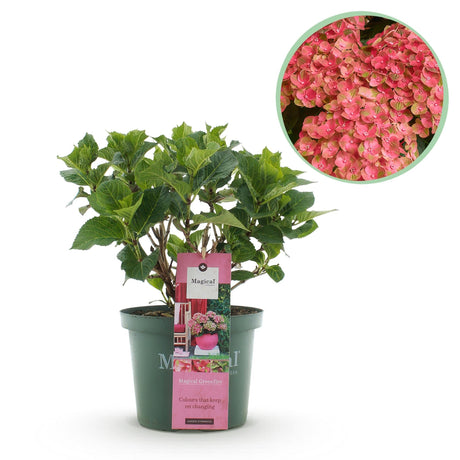 Livraison plante Hortensia oranger Fire