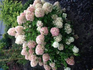 Livraison plante Hortensia Panniculata Limelight – Pot 17 cm – Hauteur 50 cm