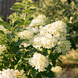 Livraison plante Hortensia Panniculata Limelight – Pot 17 cm – Hauteur 50 cm