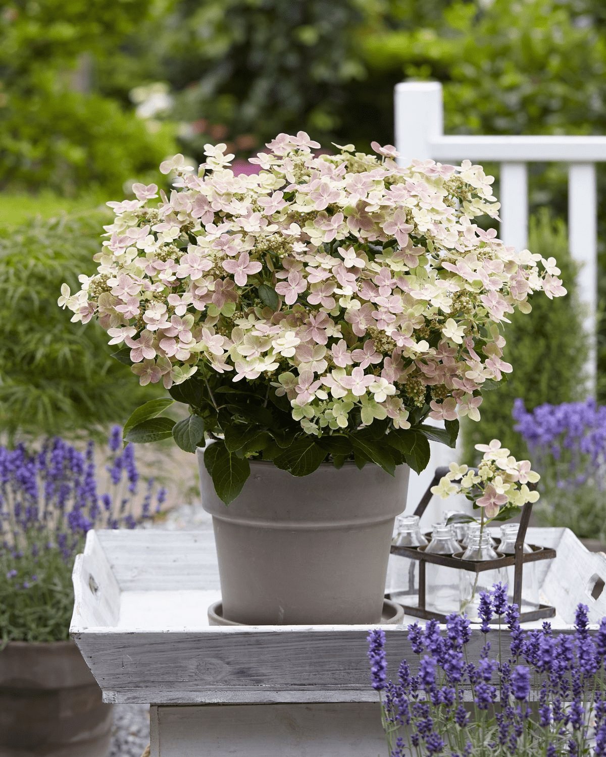 Livraison plante Hortensia '(S) sorcière ophélia'® - ↨60cm - Ø24cm - plante d'extérieur fleurie