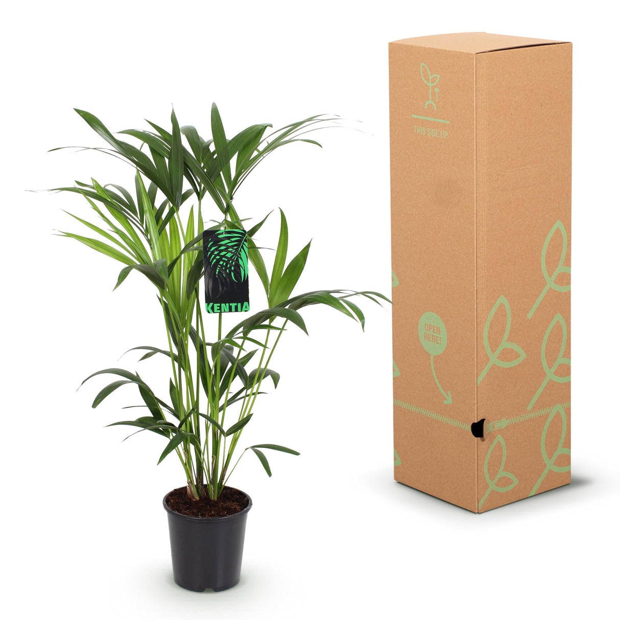 Livraison plante Howea Forsteriana d19cm H80cm