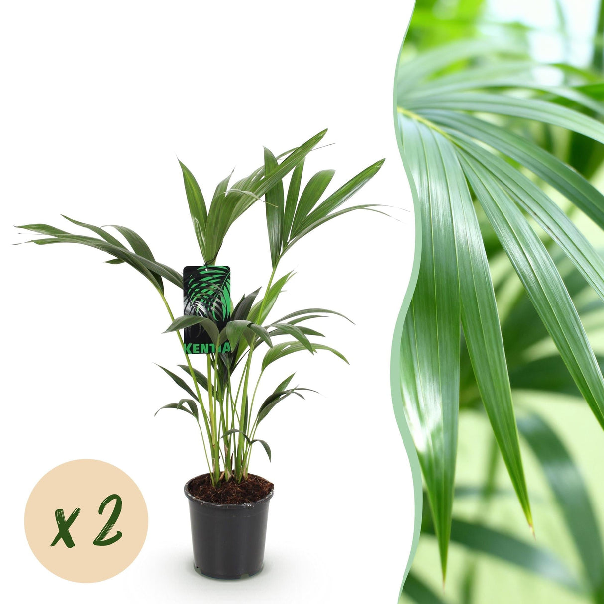 Livraison plante Howea Forsteriana Kentia