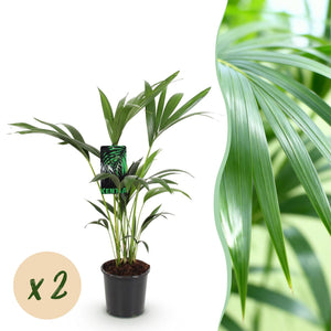 Livraison plante Howea Forsteriana Kentia