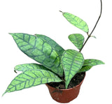 Livraison plante Hoya Callistophylla