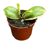 Livraison plante Hoya Incrassata Variegata