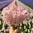 Livraison plante Hyacinthe 'China Pink' - 10 Bulbes