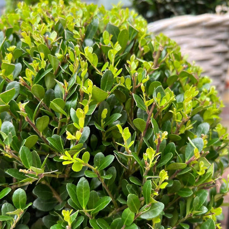 Livraison plante Ilex crenata 'Jenny' et leur pot x 2