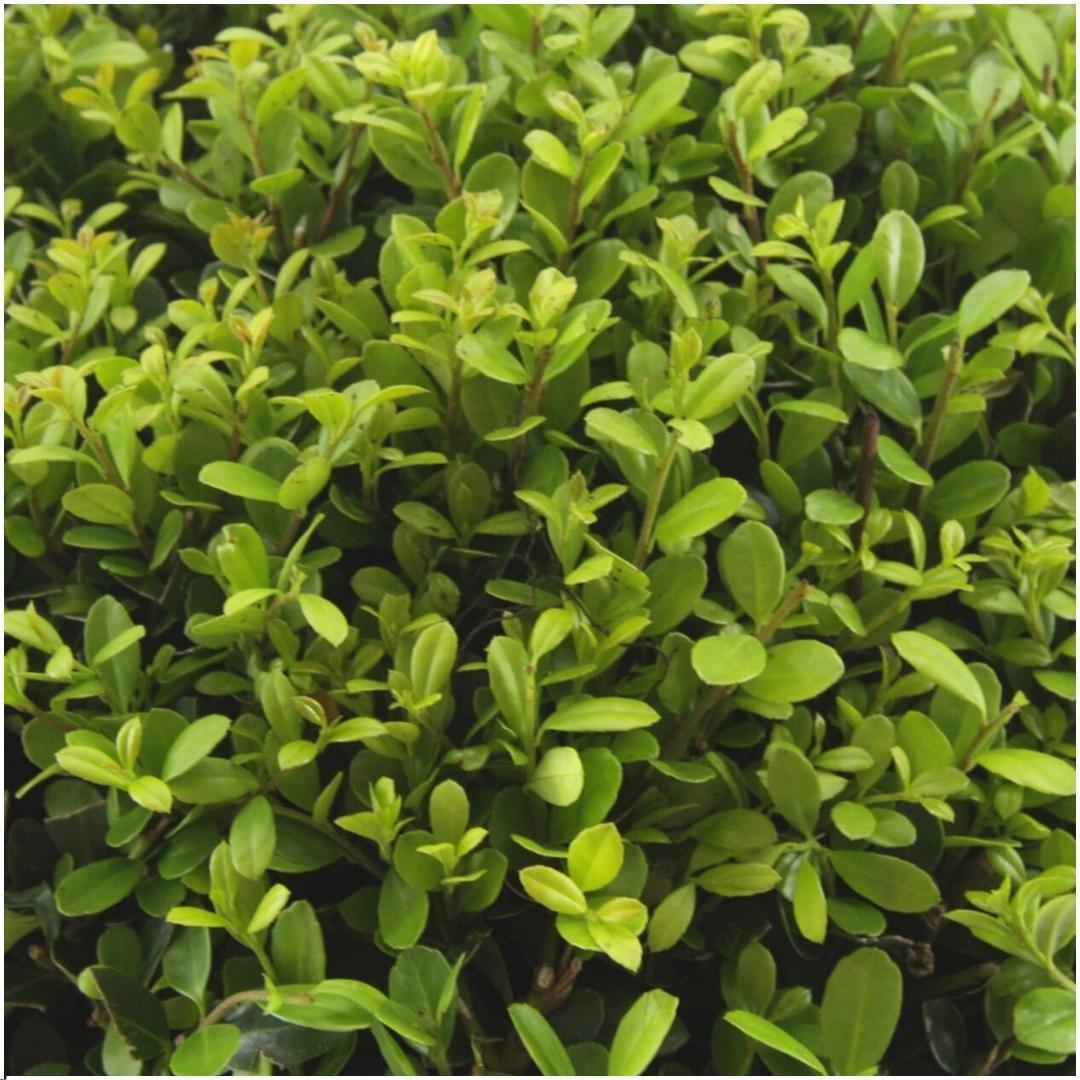 Livraison plante Ilex crenata 'Jenny' - Lot de 6