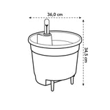 Livraison plante Insert Autonome - 36 cm